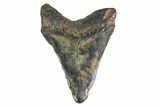 Bargain, Fossil Megalodon Tooth - North Carolina #153047-1